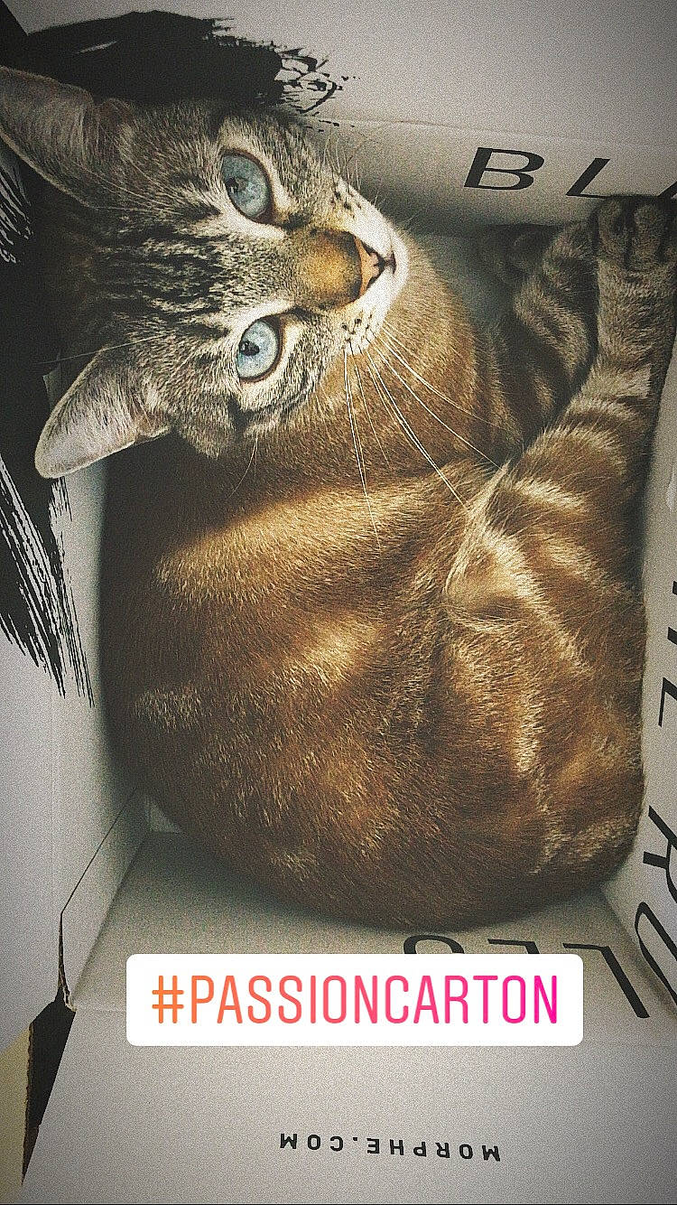 Anakin a rejoint le concours — aidez-le/la à gagner de superbes lots ! brown, carnivore, cat, domestic_short_haired_cat, felidae, fur, leather, liver, photo_caption, small_to_medium_sized_cats, snout, vertebrate, whiskers