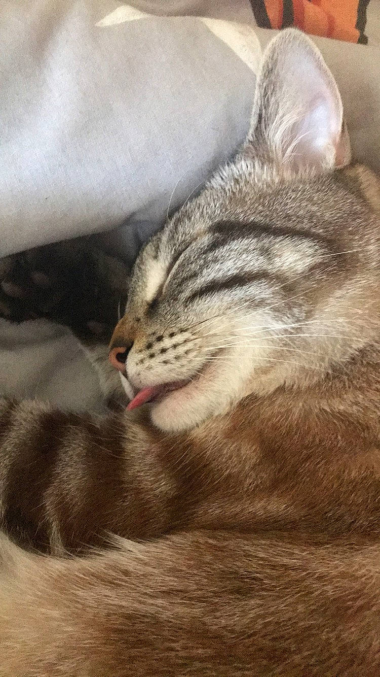 Anakin a rejoint le concours — aidez-le/la à gagner de superbes lots ! beige, carnivore, cat, comfort, domestic_short_haired_cat, fawn, felidae, fur, skin, small_to_medium_sized_cats, snout, tabby_cat, terrestrial_animal, toe, vertebrate, whiskers