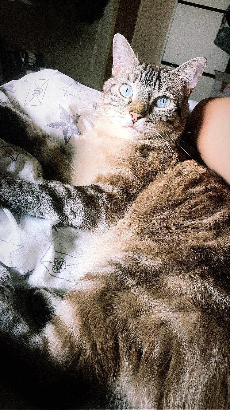 Anakin participe au concours pour gagner de l'argent avec cette photo : carnivore, cat, domestic_short_haired_cat, european_shorthair, felidae, fur, mammal, natural_material, skin, small_to_medium_sized_cats, snout, tabby_cat, terrestrial_animal, vertebrate, whiskers