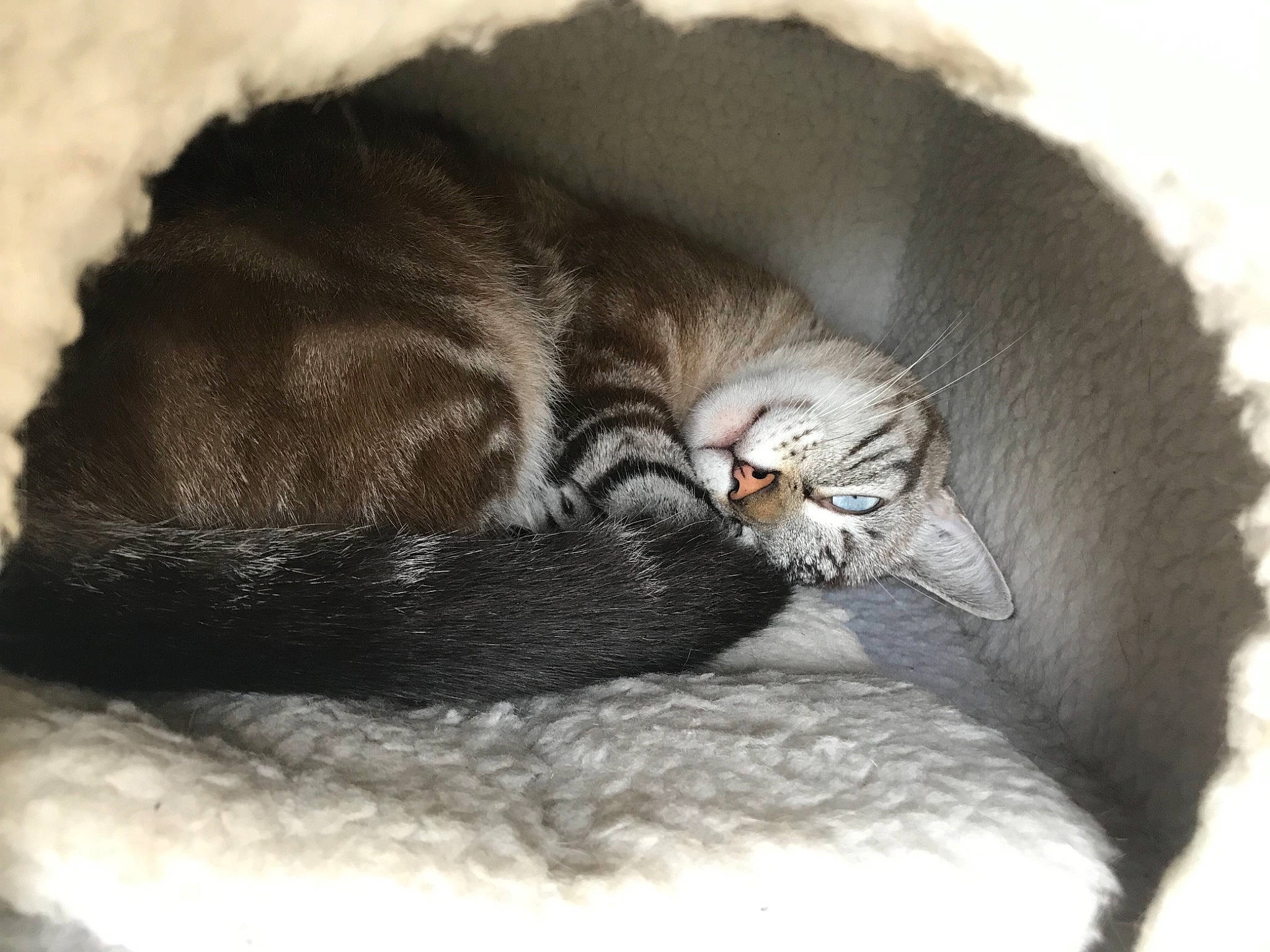 Anakin a rejoint le concours — aidez-le/la à gagner de superbes lots ! carnivore, cat, cat_bed, cat_supply, comfort, domestic_short_haired_cat, felidae, fur, nap, pet_supply, sleep, small_to_medium_sized_cats, snout, tabby_cat, tail, vertebrate, whiskers