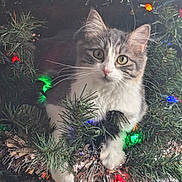 Tia joined the competition — help win amazing prizes! cat, kitten, christmas_tree, holiday_decorations, tinsel, christmas_lights, greenery, ornament, curious, cute, pet, whiskers, feline, festive, indoor, holiday, playful, animal, tree_branch, closeup