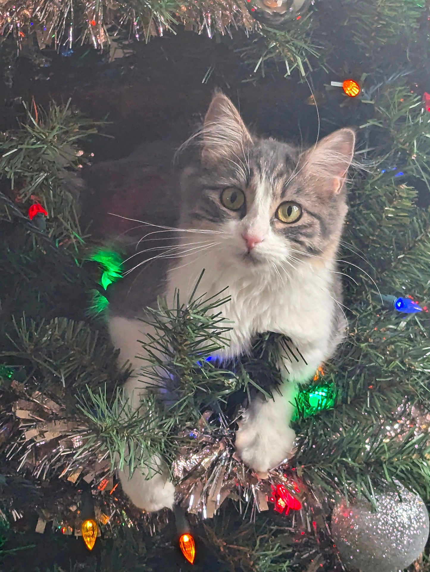 Tia joined the competition — help win amazing prizes! cat, kitten, christmas_tree, holiday_decorations, tinsel, christmas_lights, greenery, ornament, curious, cute, pet, whiskers, feline, festive, indoor, holiday, playful, animal, tree_branch, closeup