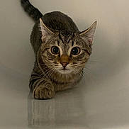 Chaquito is registered to the contest to win money with this photo: cat, tabby, pet, animal, feline, curious, whiskers, ears, tail, paws, indoor, reflection, focused, alert, crouching, closeup, mammal, fur, playful, domestic