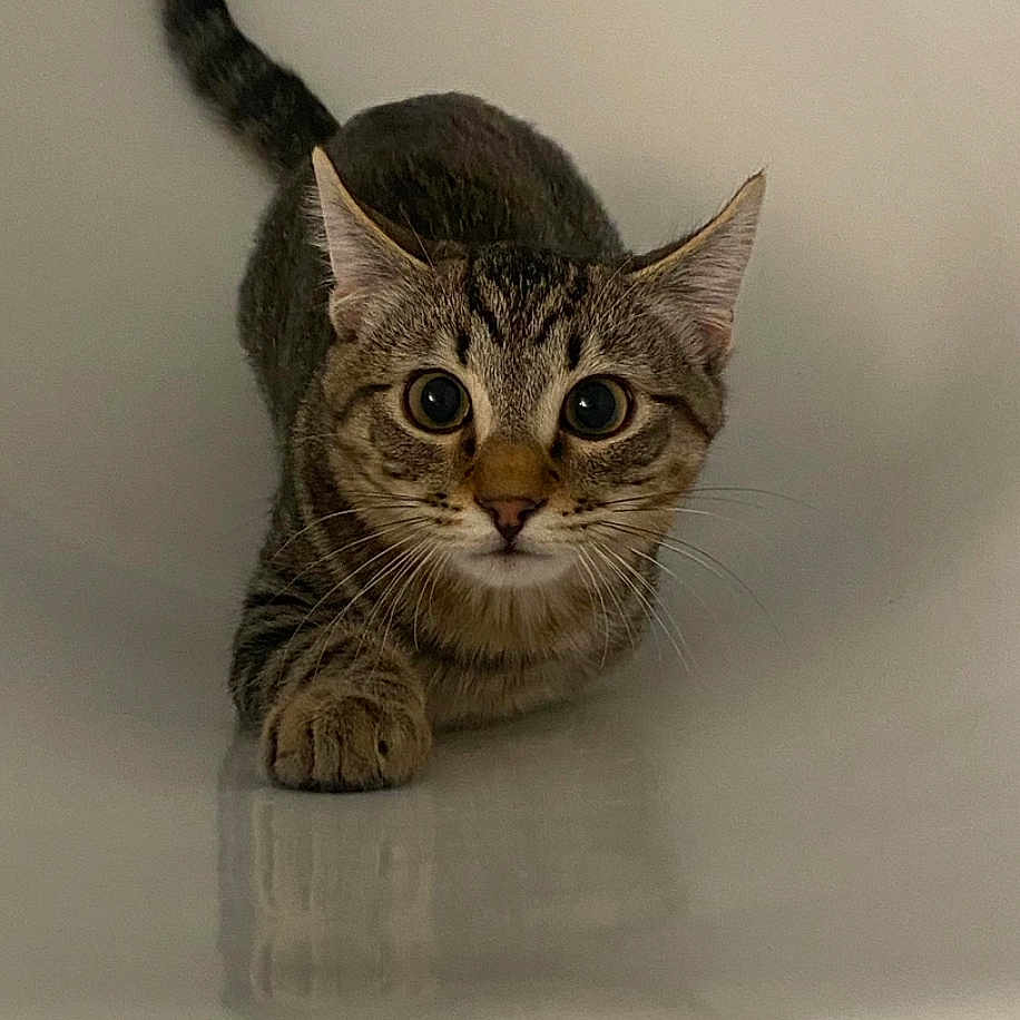 Chaquito is registered to the contest to win money with this photo: alert, animal, cat, closeup, crouching, curious, domestic, ears, feline, focused, fur, indoor, mammal, paws, pet, playful, reflection, tabby, tail, whiskers