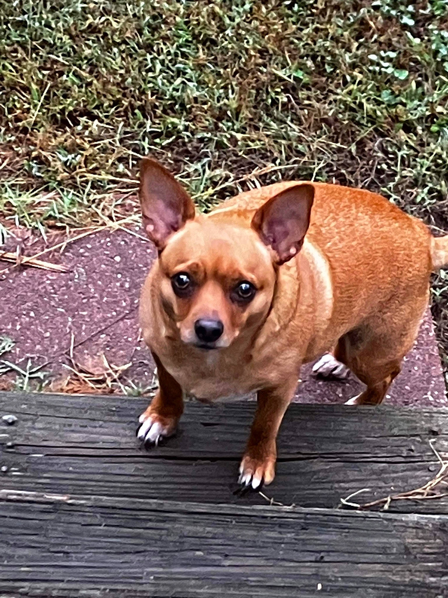 Uno joined the competition — help win amazing prizes! canidae, carnivore, chihuahua, companion_dog, dog, dog_breed, ear, eye, fawn, grass, liver, plant, russkiy_toy, snout, sporting_group, terrestrial_animal, toy_dog, whiskers, wood, working_animal