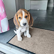 Betise a rejoint le concours — aidez-le/la à gagner de superbes lots ! puppy, dog, beagle, pet, indoor, mat, floor, curtain, doorway, brown, white, black, ears, cute, young, animal, looking_up, sitting, home, portrait