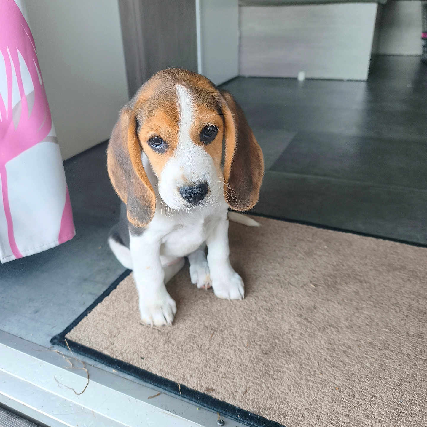 Betise a rejoint le concours — aidez-le/la à gagner de superbes lots ! puppy, dog, beagle, pet, indoor, mat, floor, curtain, doorway, brown, white, black, ears, cute, young, animal, looking_up, sitting, home, portrait