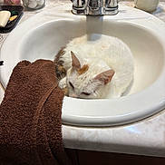 Miss Sophia joined the competition — help win amazing prizes! cat, sink, bathroom, towel, counter, jar, soap, faucet, white_cat, brown_patch, resting, curled_up, domestic_animal, pet, indoor, cozy, clean, household, fur, quiet