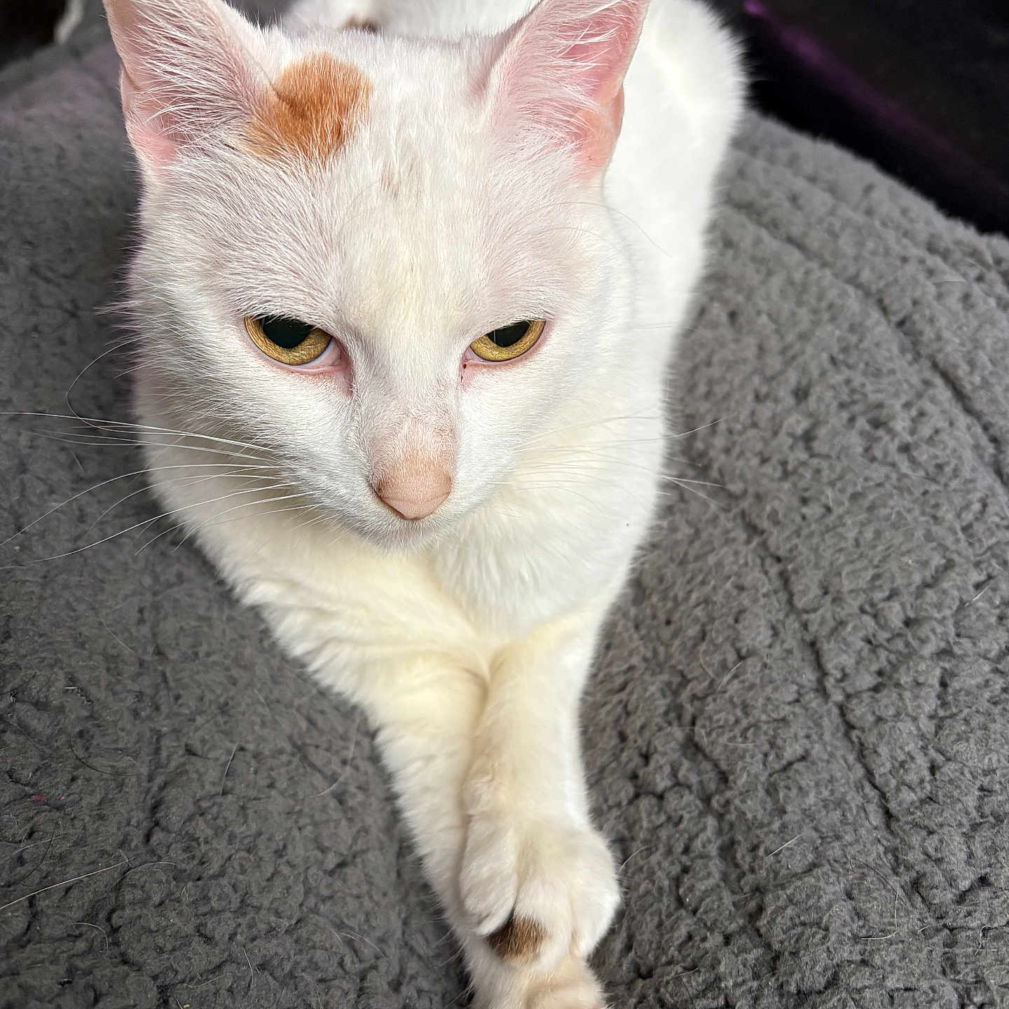 Miss Sophia is registered to the contest to win money with this photo: cat, white_cat, orange_patch, pet, animal, feline, domestic_cat, resting, relaxed, cozy, indoor, cute, fur, whiskers, paws, blanket, gray_blanket, close_up, portrait, laying_down