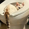 Miss Sophia joined the competition — help win amazing prizes! cat, toilet, bathroom, curious, white_cat, tail, peeking, indoor, funny, animal, pet, hiding, sanitary, plumbing, floor, household, odd_place, cute, whiskers, fur