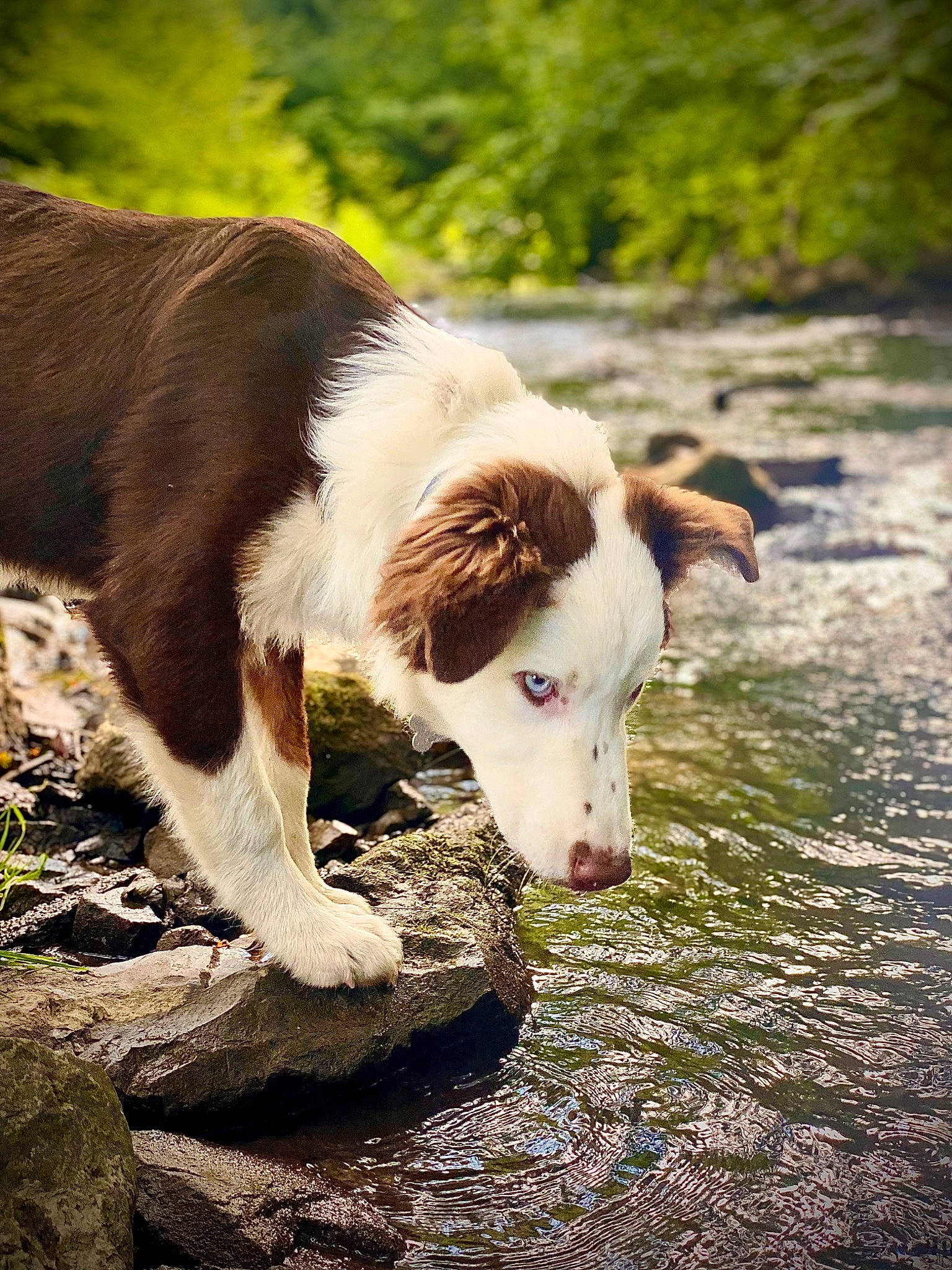 Ruger joined the competition — help win amazing prizes! canidae, carnivore, companion_dog, dog, dog_breed, fawn, grass, herding_dog, plant, sporting_group, stream, tail, terrestrial_animal, tree, water, whiskers, working_animal, working_dog