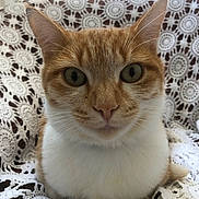 Ulko a rejoint le concours — aidez-le/la à gagner de superbes lots ! cat, ginger_cat, white_fur, close_up, pet, animal, whiskers, ears, face, eyes, indoor, crocheted_blanket, pattern, sitting, cute, feline, domestic_cat, fur, portrait, looking_at_camera