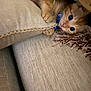 animal, cat, claw, close_up, collar, couch, cozy, cute, domestic, furniture, indoor, kitten, orange_tabby, pet, pillow, playful, resting, texture, wide_eyes, young