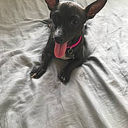 Lili joined the competition — help win amazing prizes! dog, pet, black_dog, small_dog, pink_collar, tongue_out, ears, bed, gray_sheet, lying_down, playful, happy, curious, animal, domestic, indoor, canine, looking_at_camera, wrinkles, collar