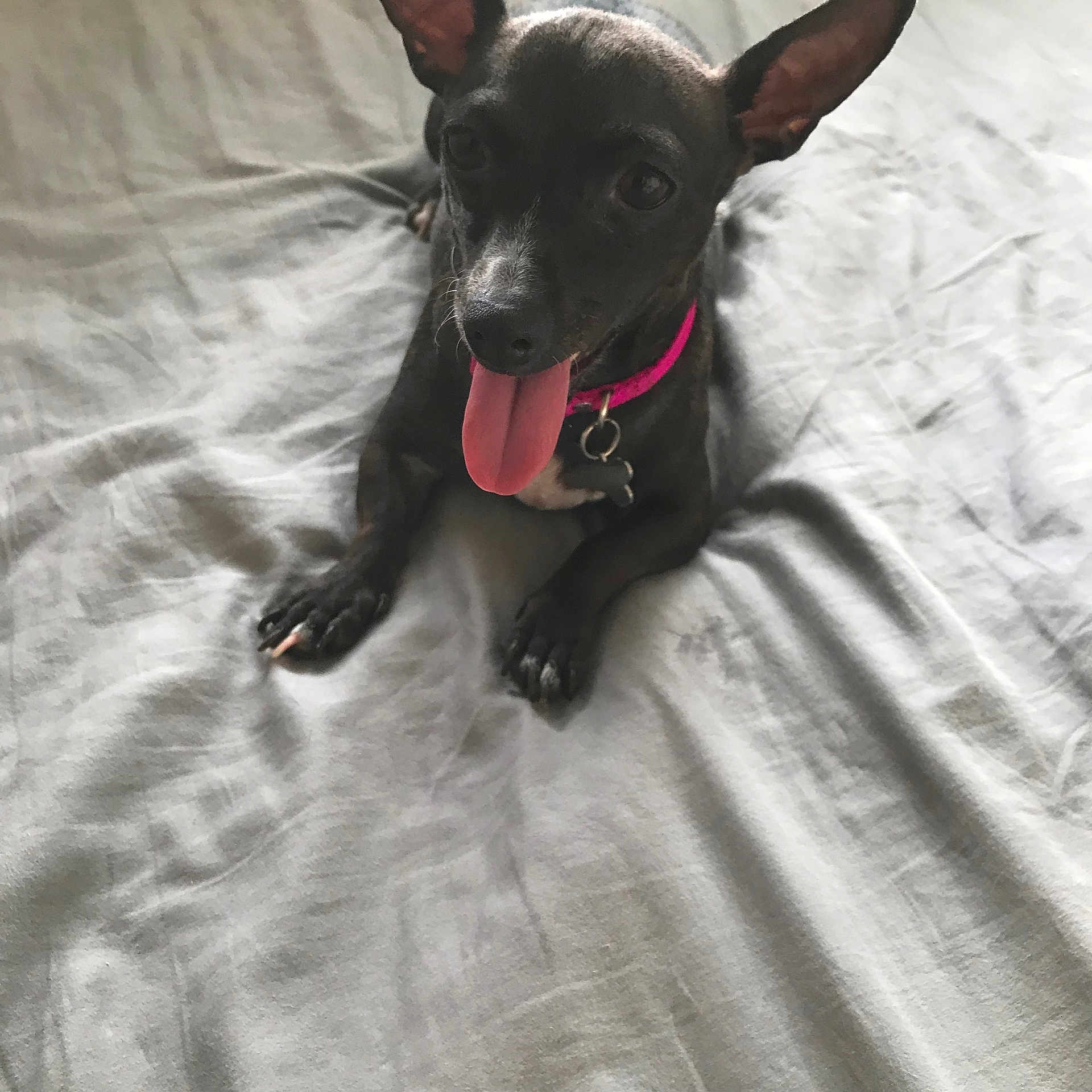 Lili joined the competition — help win amazing prizes! dog, pet, black_dog, small_dog, pink_collar, tongue_out, ears, bed, gray_sheet, lying_down, playful, happy, curious, animal, domestic, indoor, canine, looking_at_camera, wrinkles, collar