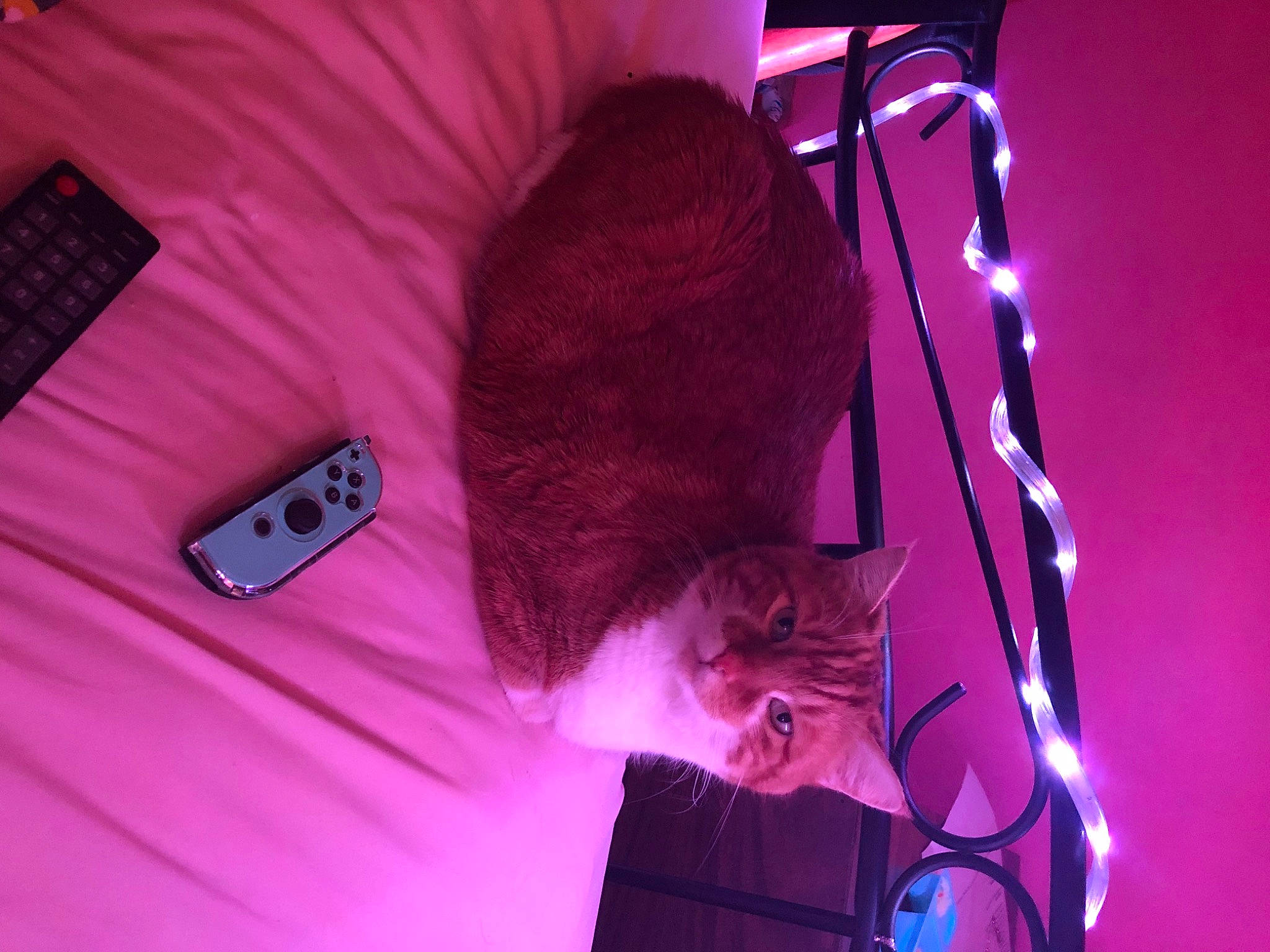 Bill is registered to the contest to win money with this photo: audio_equipment, beard, carnivore, cat, electric_blue, event, felidae, magenta, microphone, musical_instrument, musician, pink, purple, red, sleeve, small_to_medium_sized_cats, t_shirt, tail, violet, whiskers