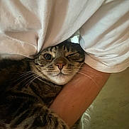 Max is registered to the contest to win money with this photo: cat, tabby_cat, pet, animal, whiskers, paw, human_arm, pillow, blanket, bed, indoor, cozy, cuddling, face, winking, nose, fur, feline, close_up, adorable