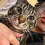 Max is registered to the contest to win money with this photo: cat, tabby_cat, pet, close_up, wide_eyes, whiskers, face, human, hand, selfie, indoor, portrait, fur, nose, cuddling, owner, bedroom, pillow, sweater, curly_hair