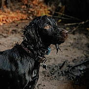 Nelli joined the competition — help win amazing prizes! alert, animal, black_dog, brown_eyes, canine, collar, dog, ears, forest, fur, ground, mud, nature, outdoor, pet, portrait, side_view, snout, water_droplets, wet