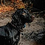 alert, animal, black_dog, brown_eyes, canine, collar, dog, ears, forest, fur, ground, mud, nature, outdoor, pet, portrait, side_view, snout, water_droplets, wet