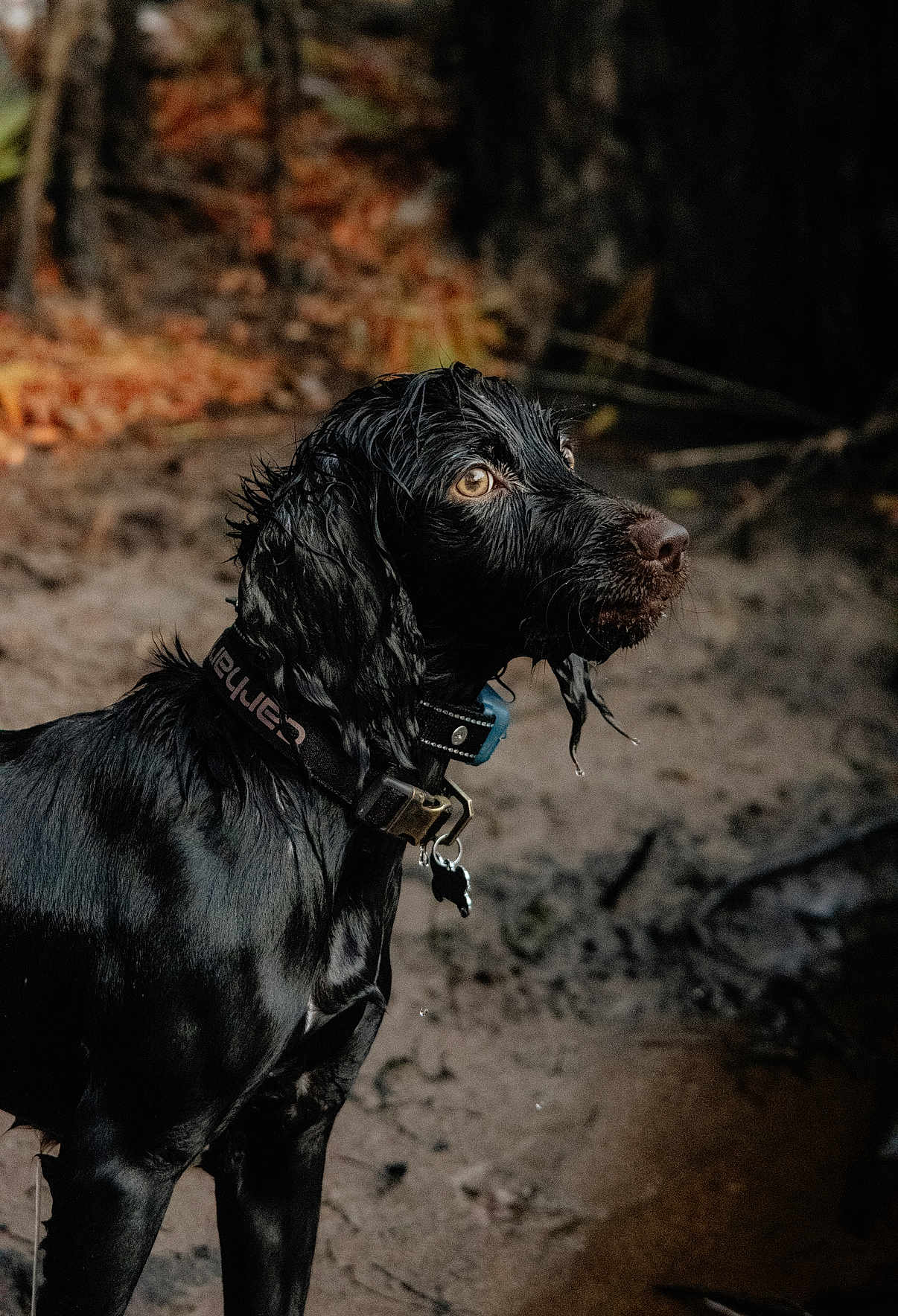 Nelli joined the competition — help win amazing prizes! alert, animal, black_dog, brown_eyes, canine, collar, dog, ears, forest, fur, ground, mud, nature, outdoor, pet, portrait, side_view, snout, water_droplets, wet
