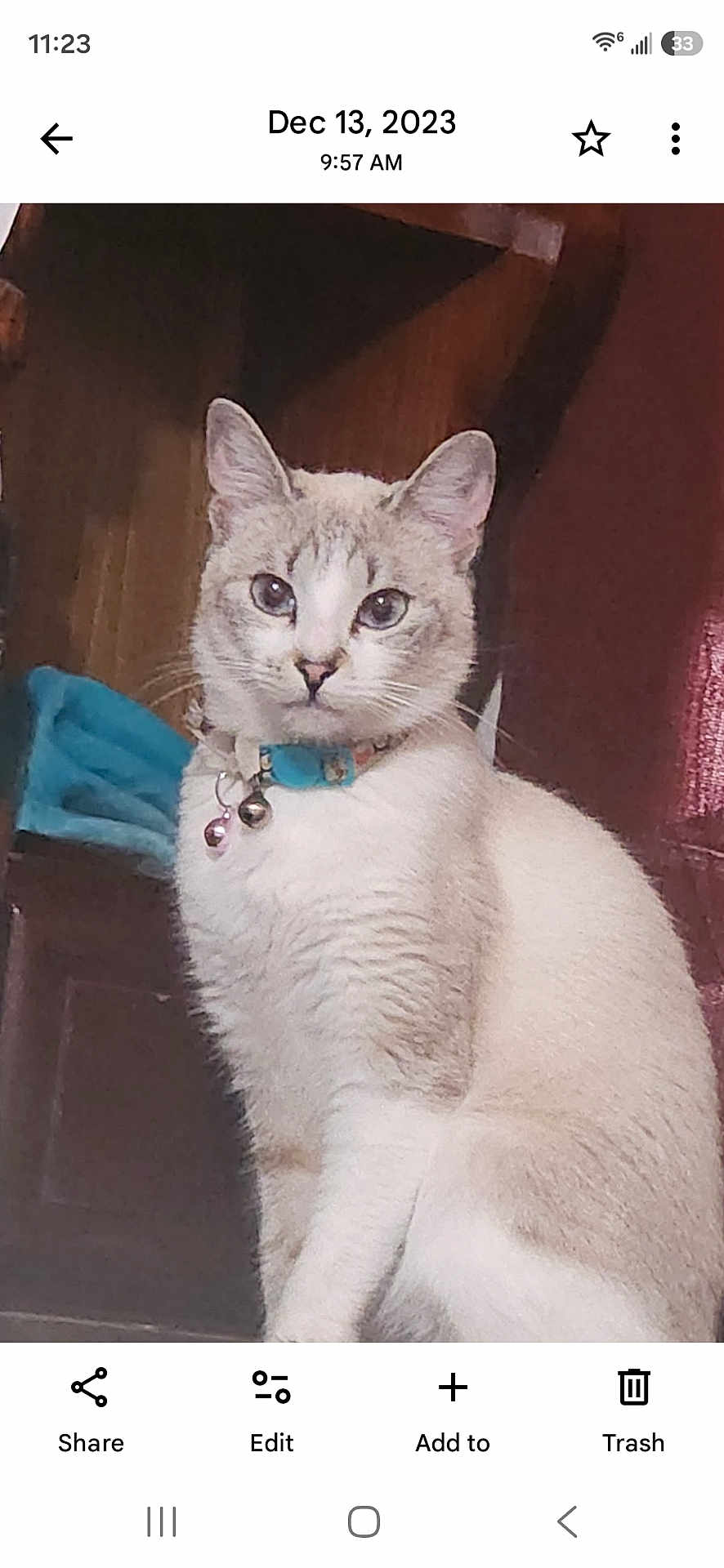 Sunshine is registered to the contest to win money with this photo: cat, feline, pet, collar, bell, sitting, portrait, indoor, wooden_furniture, curtain, smartphone_ui, screenshot, timestamp, whiskers, ears, eyes, fur, curious, blue_cloth, floor