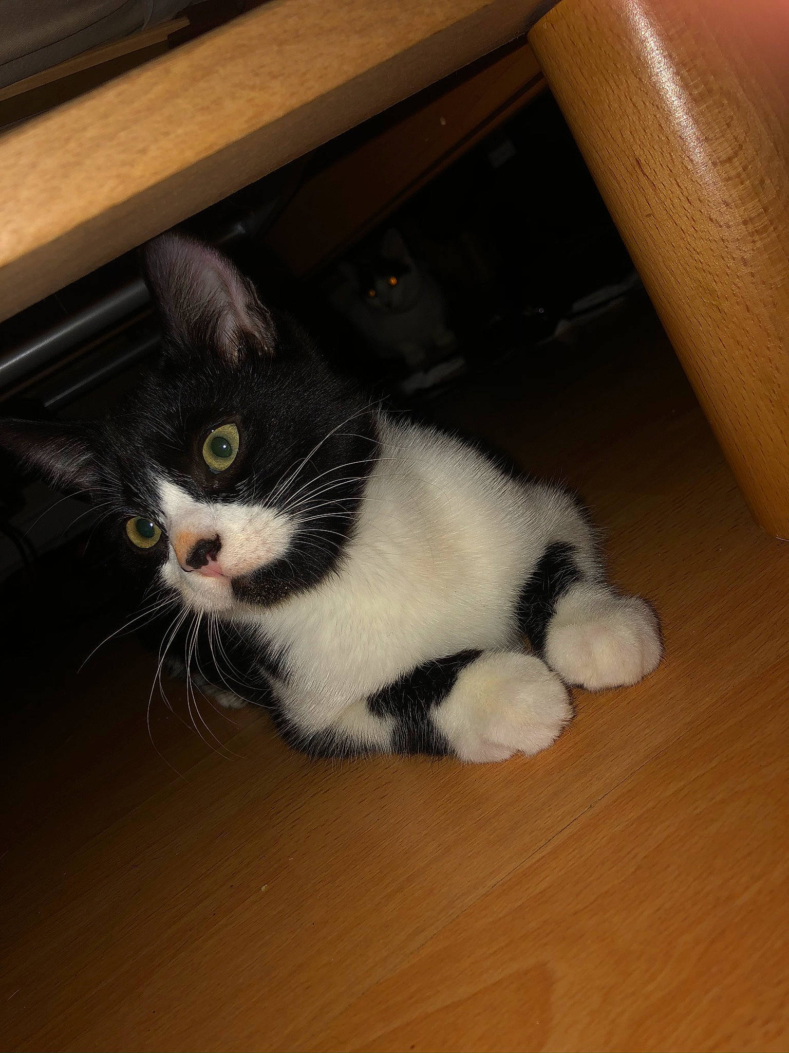 Oréo a rejoint le concours — aidez-le/la à gagner de superbes lots ! american_shorthair, american_wirehair, box, carnivore, cat, claw, domestic_short_haired_cat, european_shorthair, felidae, fur, kitten, paw, polydactyl_cat, small_to_medium_sized_cats, tail, whiskers, wood