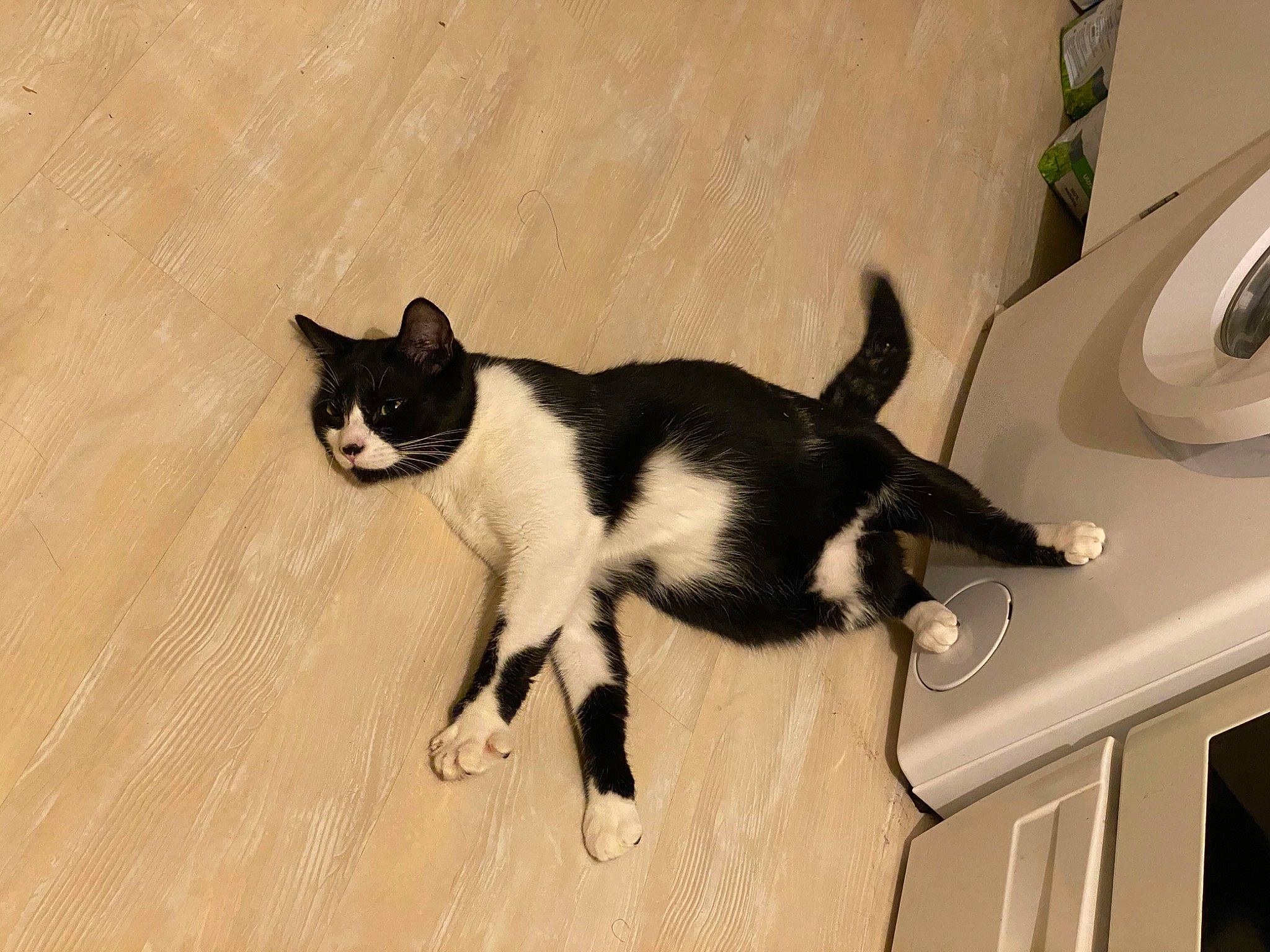 Oréo participe au concours pour gagner de l'argent avec cette photo : carnivore, cat, domestic_short_haired_cat, felidae, japanese_bobtail, mammal, polydactyl_cat, small_to_medium_sized_cats, tail, whiskers