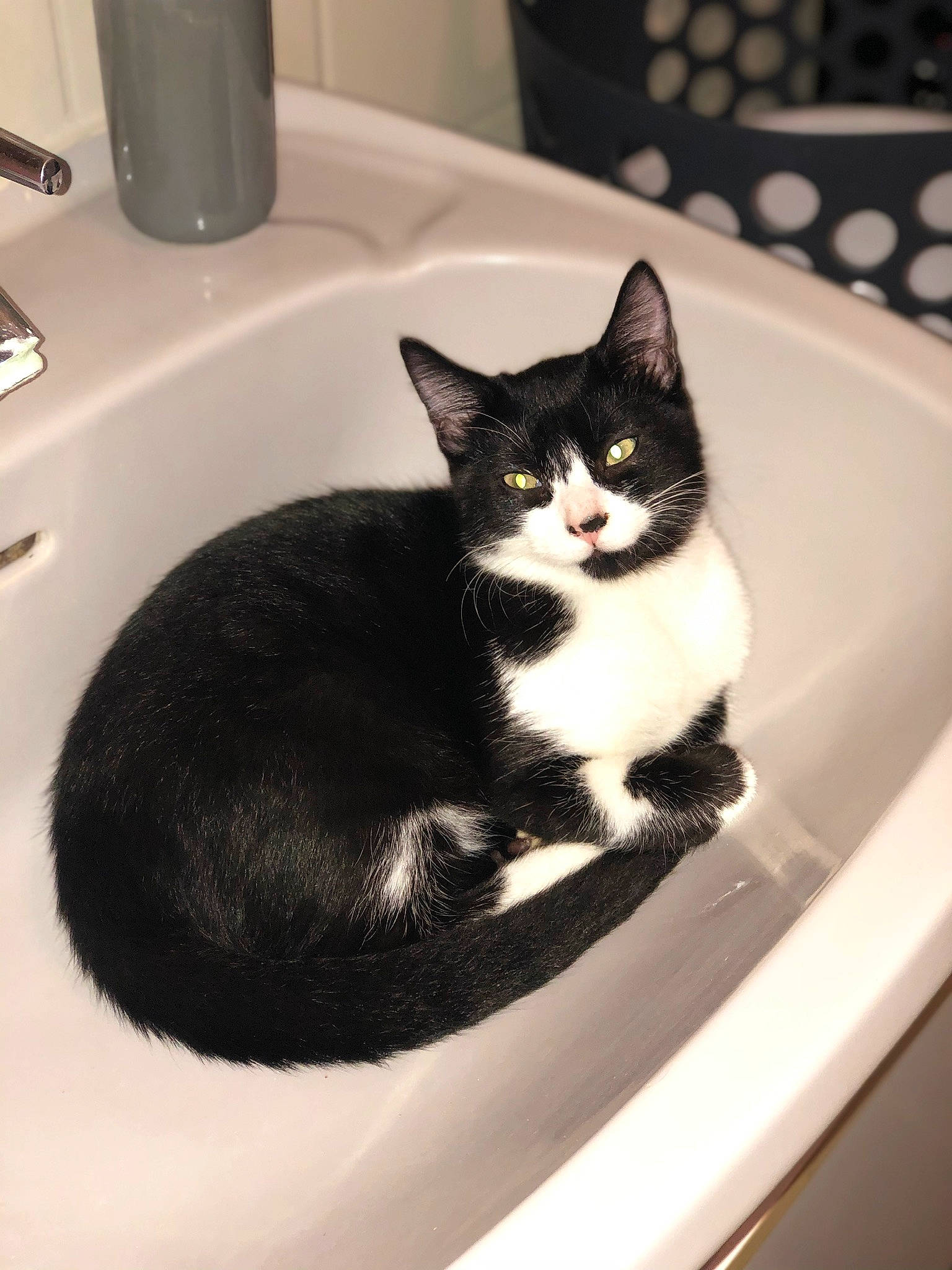 Oréo a rejoint le concours — aidez-le/la à gagner de superbes lots ! american_shorthair, american_wirehair, black_and_white, black_cat, carnivore, cat, domestic_short_haired_cat, european_shorthair, felidae, kitten, plumbing_fixture, polydactyl_cat, sink, small_to_medium_sized_cats, whiskers