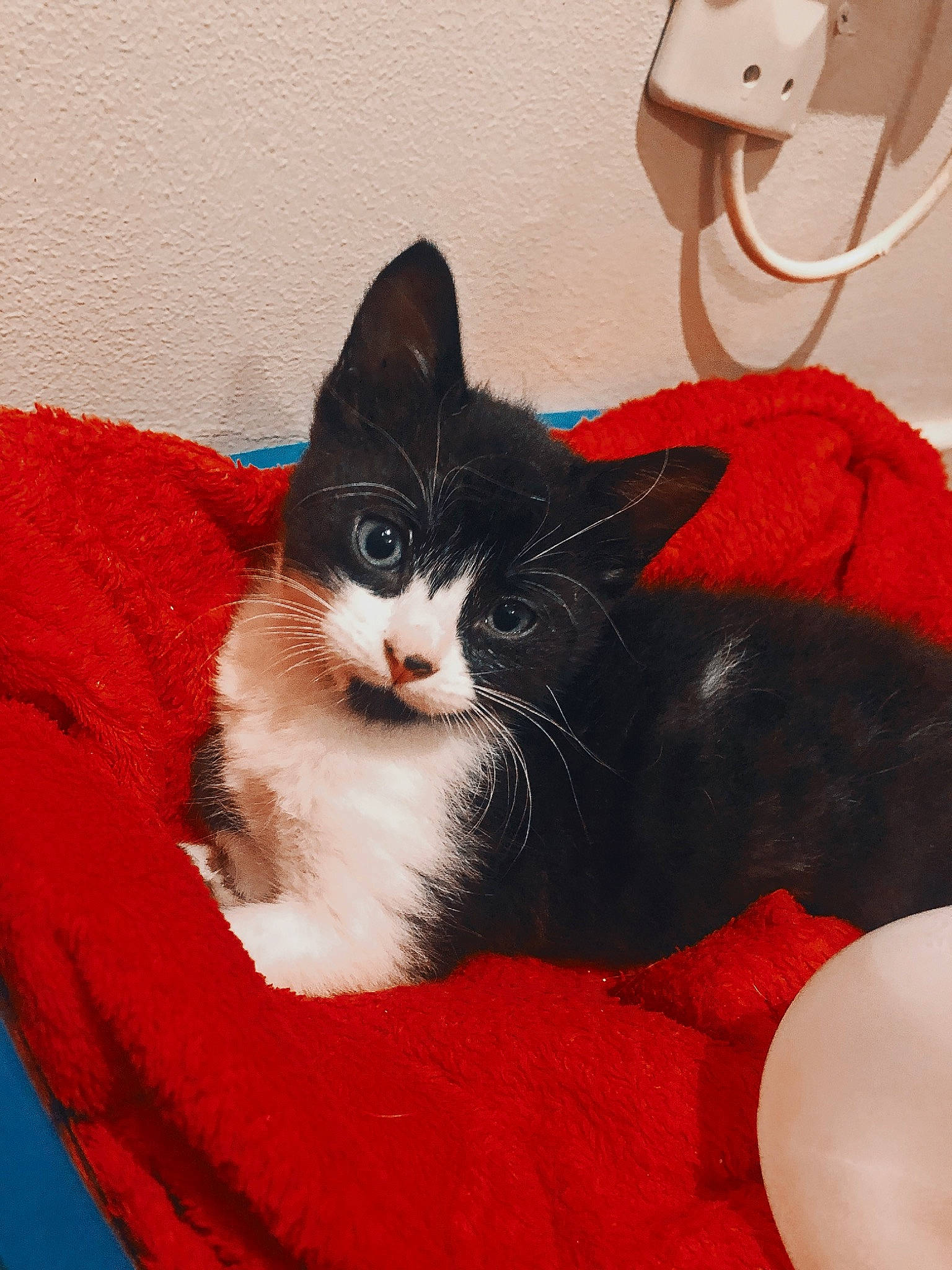 Oréo participe au concours pour gagner de l'argent avec cette photo : carnivore, cat, domestic_short_haired_cat, felidae, fur, kitten, red, small_to_medium_sized_cats, whiskers