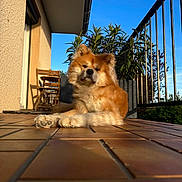 Roy participe au concours pour gagner de l'argent avec cette photo : animal, architecture, building, canine, dog, flagstone, house, housing, indoors, interiordesign, path, patio, pet, plant, porch, pottedplant, puppy, summer, tree, walkway