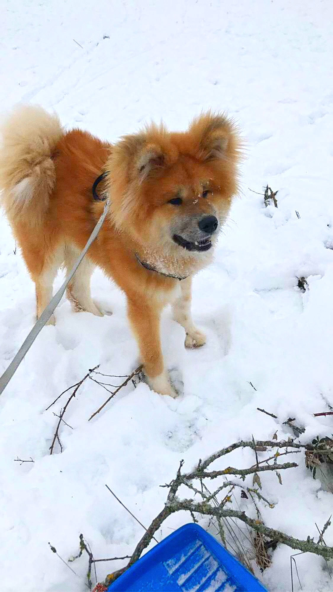 Roy participe au concours pour gagner de l'argent avec cette photo : ancient_dog_breeds, canidae, canis, carnivore, chow_chow, companion_dog, dog, dog_breed, fawn, freezing, fur, glacial_landform, non_sporting_group, precipitation, snout, snow, sporting_group, winter, working_animal, working_dog