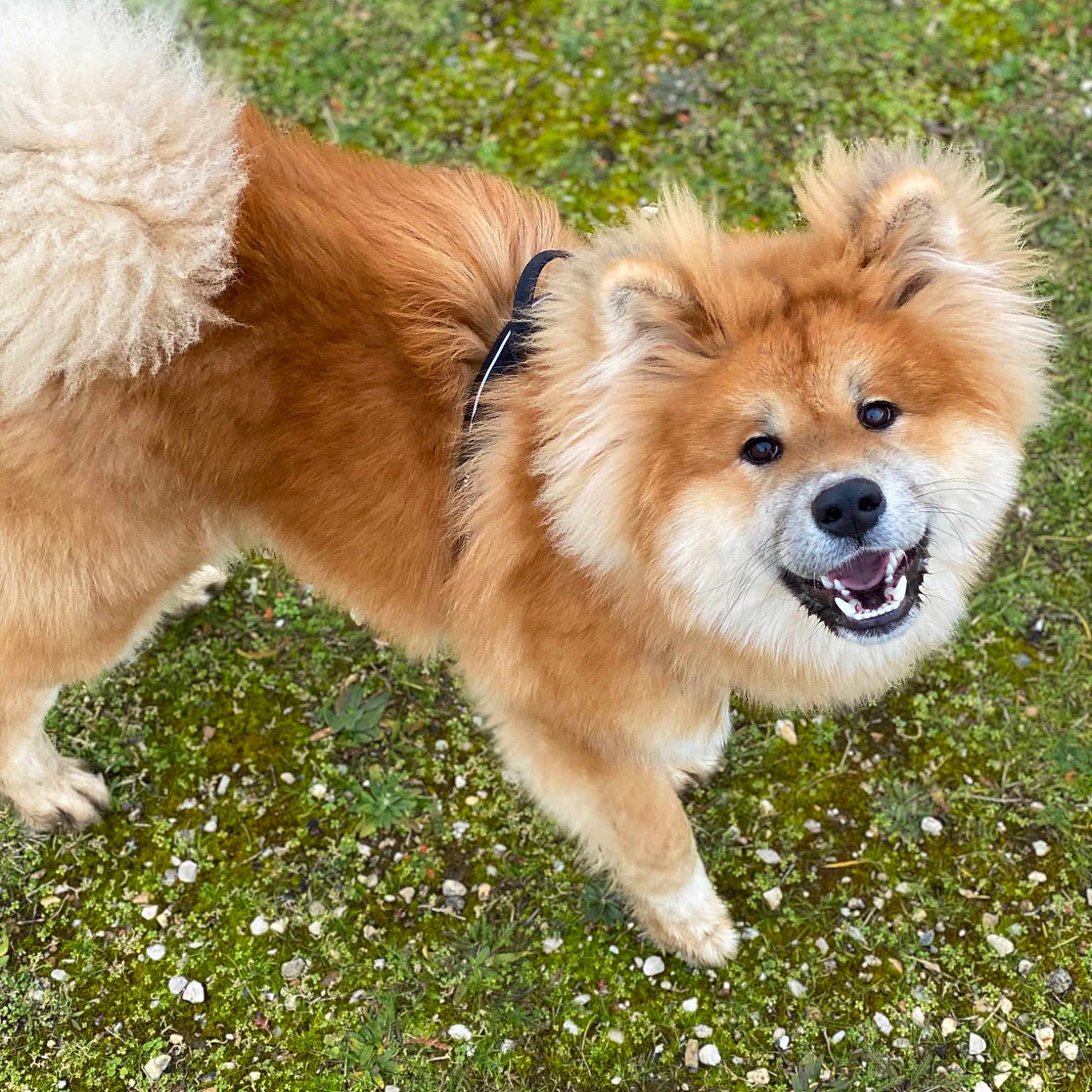 Roy