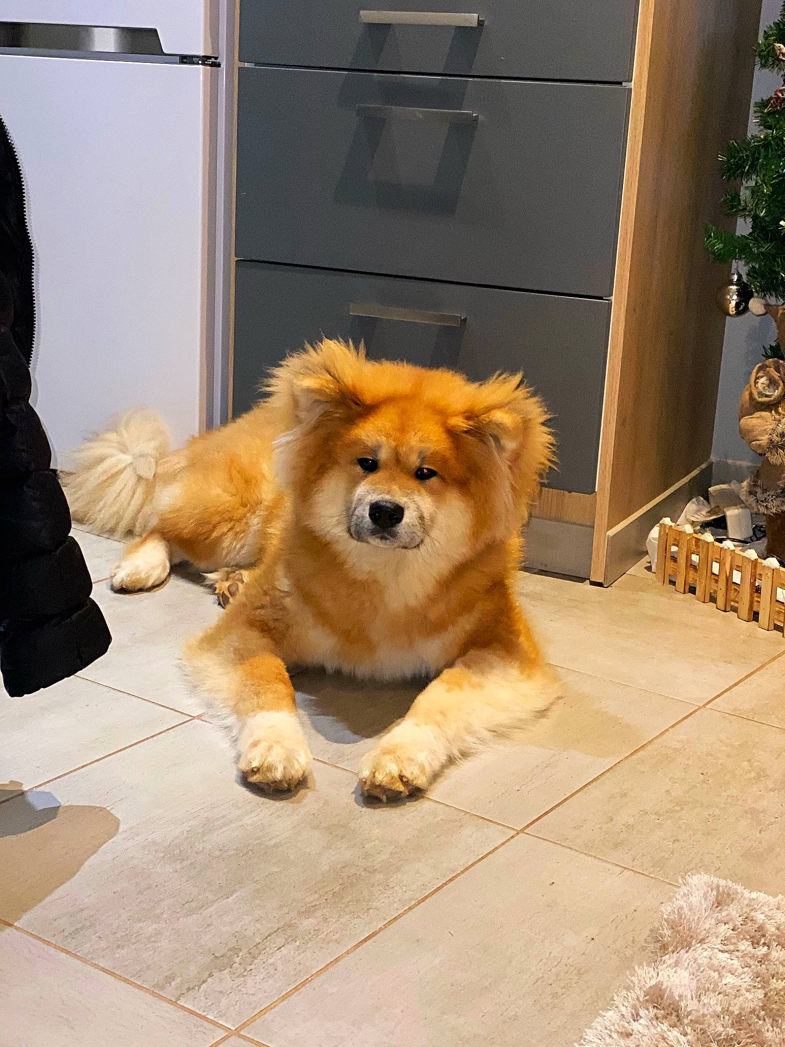 Roy a rejoint le concours — aidez-le/la à gagner de superbes lots ! ancient_dog_breeds, boot, canidae, carnivore, chow_chow, companion_dog, dog, dog_breed, fawn, fur, lion, natural_material, non_sporting_group, snout, sporting_group, whiskers