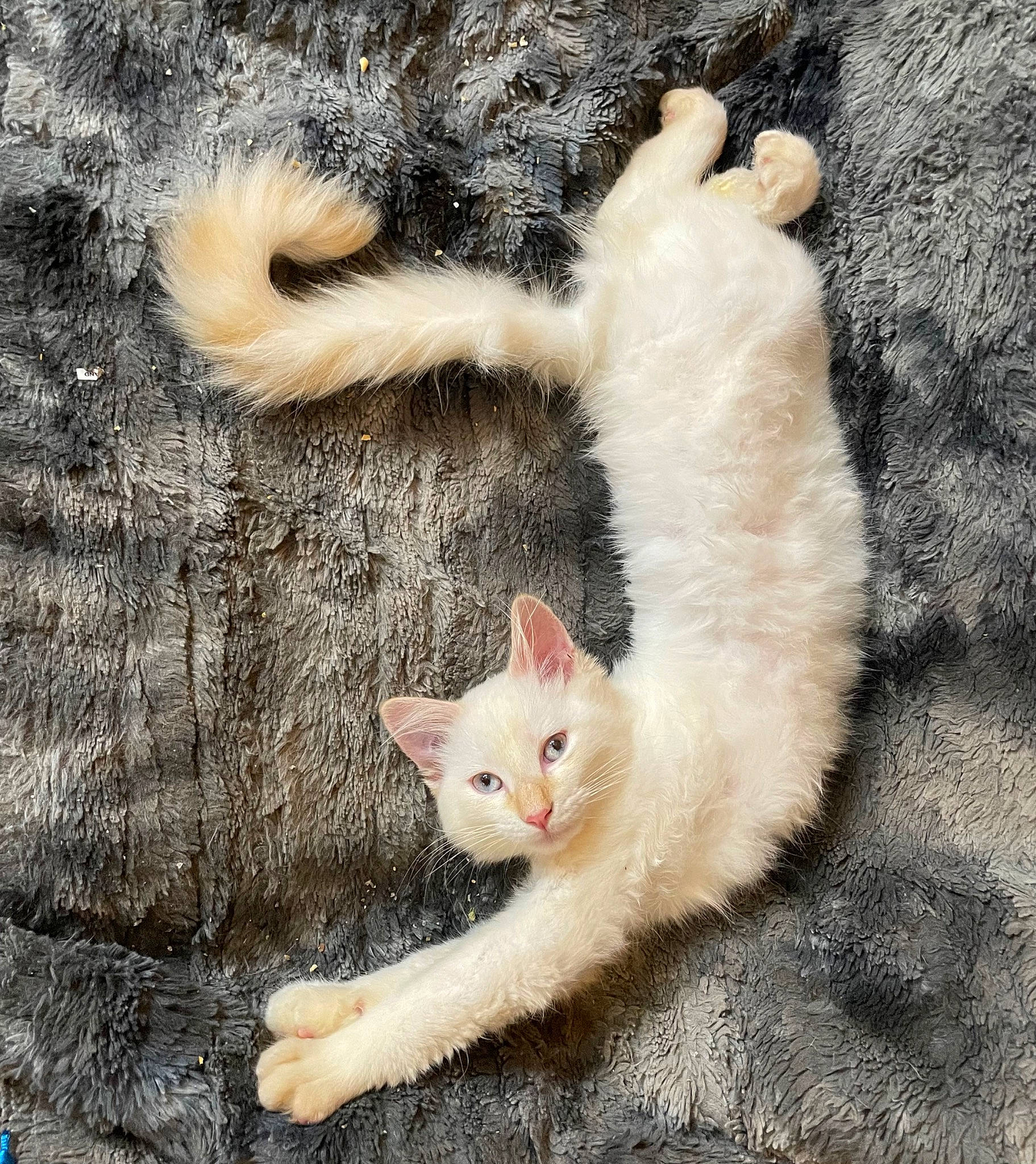 Jupiter joined the competition — help win amazing prizes! carnivore, cat, claw, domestic_short_haired_cat, fawn, felidae, foot, fur, gesture, grass, mammal, organism, paw, sand, small_to_medium_sized_cats, tail, terrestrial_animal, vertebrate, whiskers