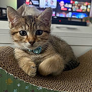 Ares participe au concours pour gagner de l'argent avec cette photo : kitten, cat, tabby, collar, pet, cute, feline, scratcher, indoor, closeup, whiskers, ears, fur, relaxed, young, domestic, animal, living_room, television, blurred_background