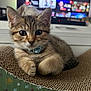 kitten, cat, tabby, collar, pet, cute, feline, scratcher, indoor, closeup, whiskers, ears, fur, relaxed, young, domestic, animal, living_room, television, blurred_background