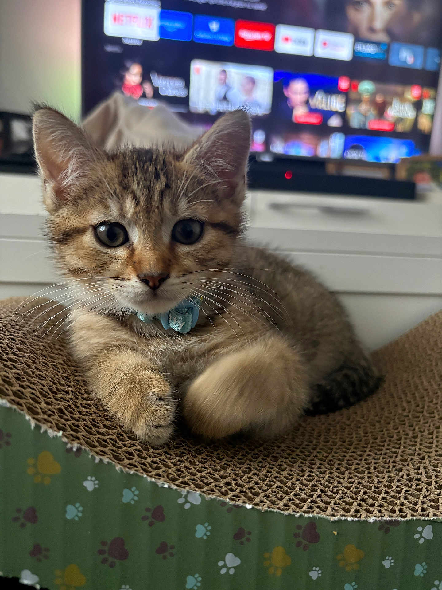 Ares participe au concours pour gagner de l'argent avec cette photo : kitten, cat, tabby, collar, pet, cute, feline, scratcher, indoor, closeup, whiskers, ears, fur, relaxed, young, domestic, animal, living_room, television, blurred_background