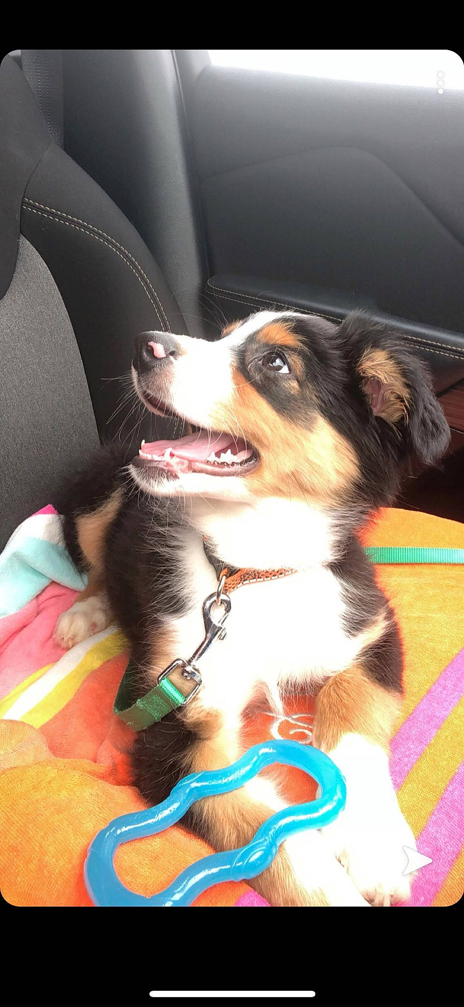 Nova Rey joined the competition — help win amazing prizes! australian_shepherd, border_collie, canidae, carnivore, companion_dog, dog, dog_breed, mammal, puppy, snout, vertebrate, working_dog