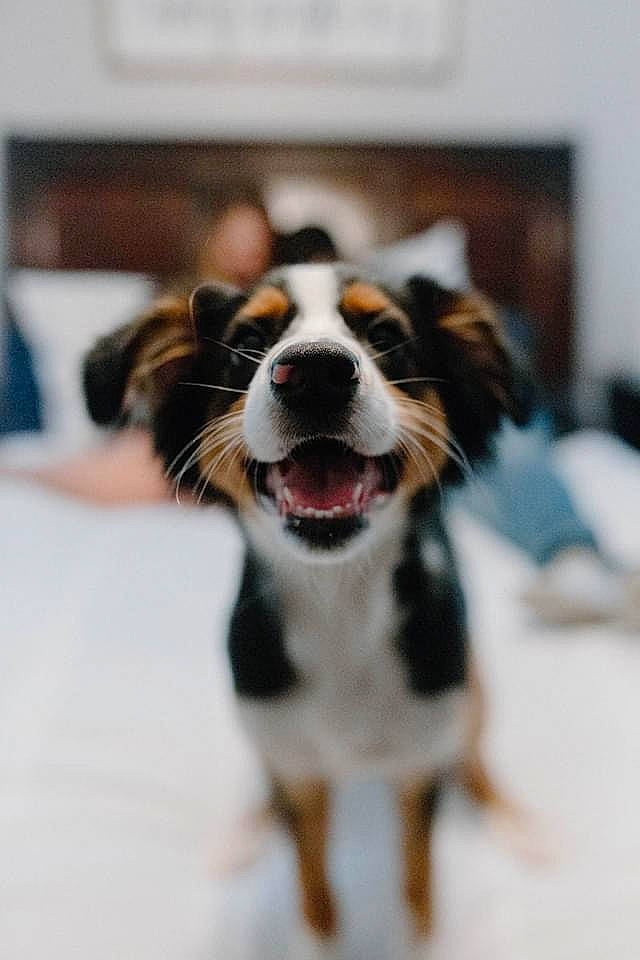 Nova Rey joined the competition — help win amazing prizes! australian_shepherd, bernese_mountain_dog, border_collie, canidae, carnivore, companion_dog, dog, dog_breed, facial_expression, fur, mammal, nose, puppy, rare_breed_dog, snout, sporting_group, tongue, vertebrate, whiskers, working_dog