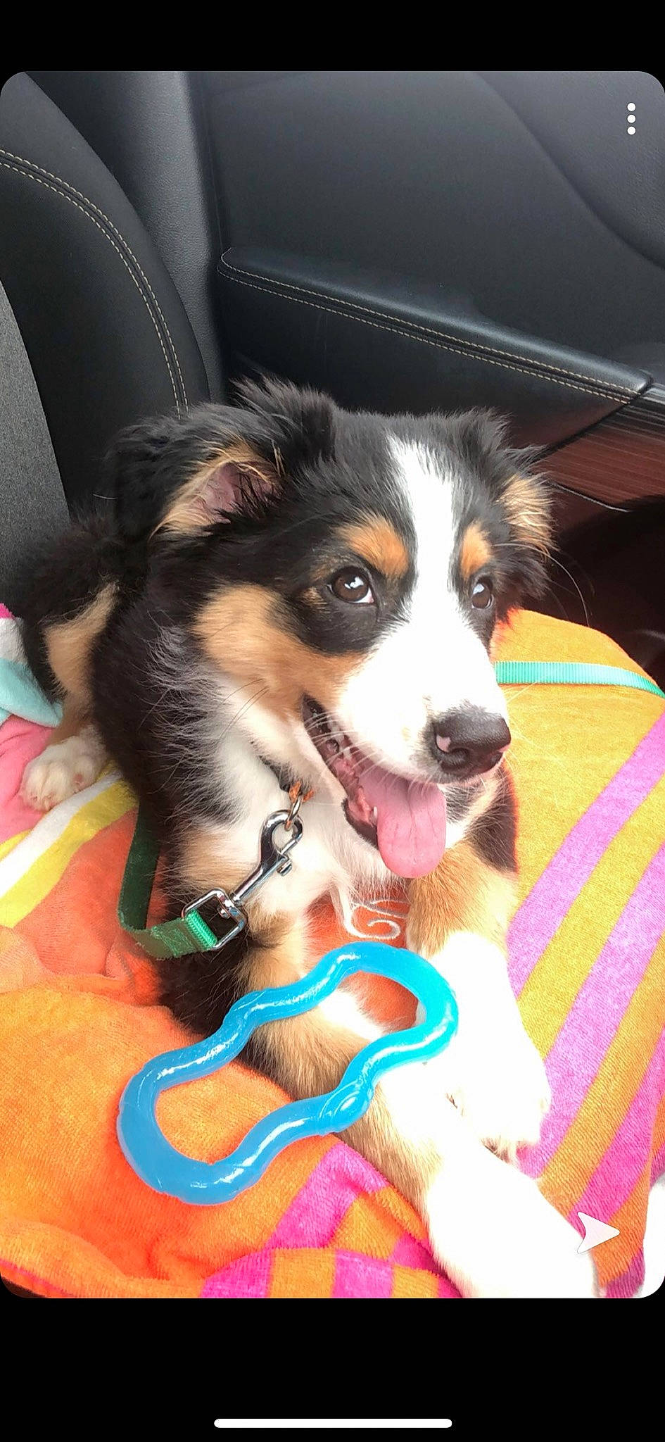 Nova Rey is registered to the contest to win money with this photo: australian_collie, australian_shepherd, bernese_mountain_dog, border_collie, canidae, carnivore, companion_dog, dog, dog_breed, english_shepherd, mammal, miniature_australian_shepherd, puppy, rare_breed_dog, snout, sporting_group, vertebrate, welsh_sheepdog, working_dog