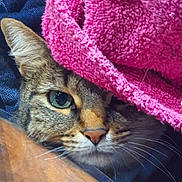 Olympe participe au concours pour gagner de l'argent avec cette photo : cat, tabby, animal, pet, feline, face, eye, whiskers, blanket, pink, texture, cozy, closeup, indoor, fur, resting, curious, cute, soft, warm
