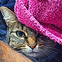 cat, tabby, animal, pet, feline, face, eye, whiskers, blanket, pink, texture, cozy, closeup, indoor, fur, resting, curious, cute, soft, warm