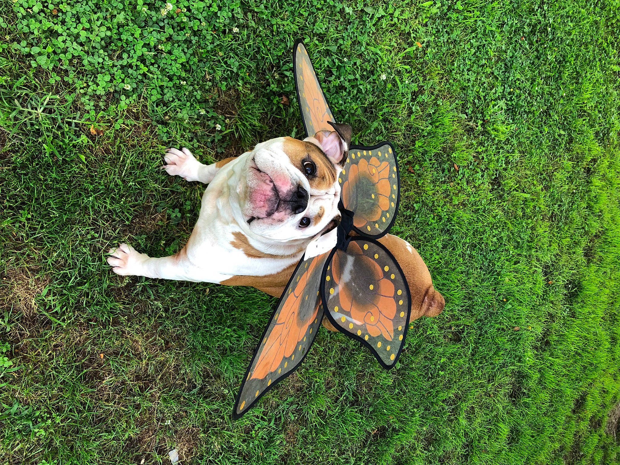 Star joined the competition — help win amazing prizes! companion_dog, dog_breed, eyewear, fashion_accessory, fawn, fish, foot, grass, grassland, landscape, lawn, leisure, people_in_nature, personal_protective_equipment, plant, recreation, sandal, sunglasses, tail, working_animal