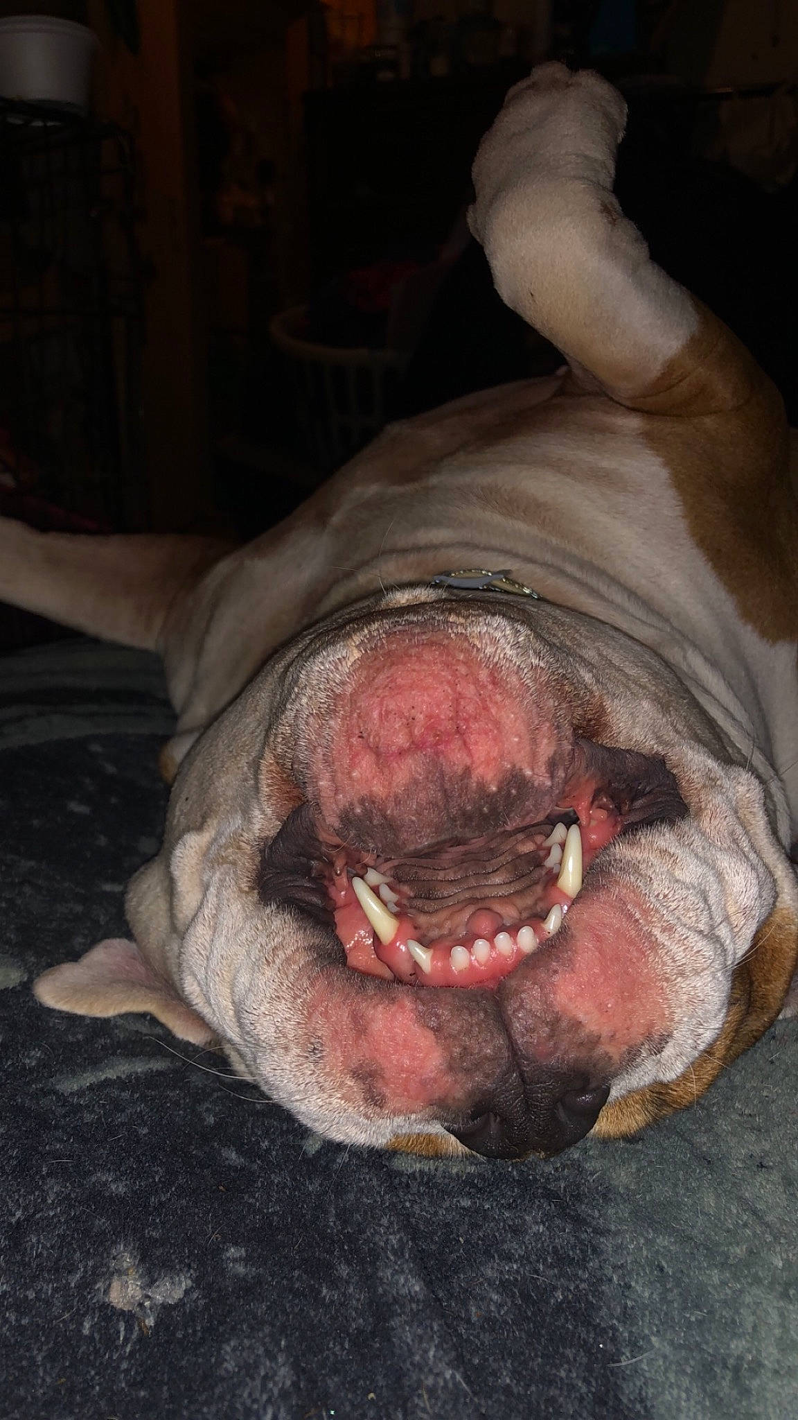 Star is registered to the contest to win money with this photo: canidae, carnivore, deer_hunting, dog_breed, fish, flesh, food, jaw, smile, snout, sporting_group, terrestrial_animal, whiskers, wrinkle