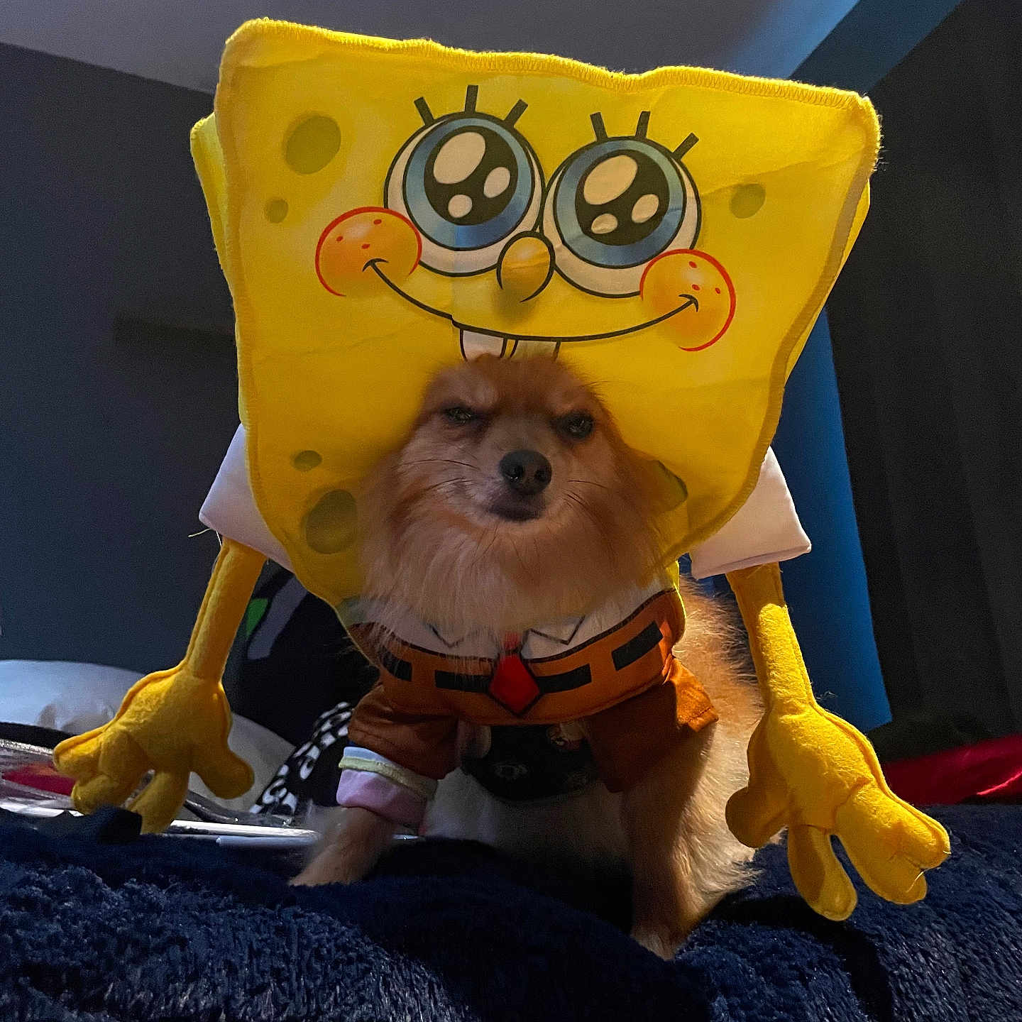 Milo is registered to the contest to win money with this photo: animal, canine, cat, clothing, couch, cushion, dog, face, furniture, head, homedecor, indoors, interiordesign, person, pet, photography, plush, portrait, puppy, toy