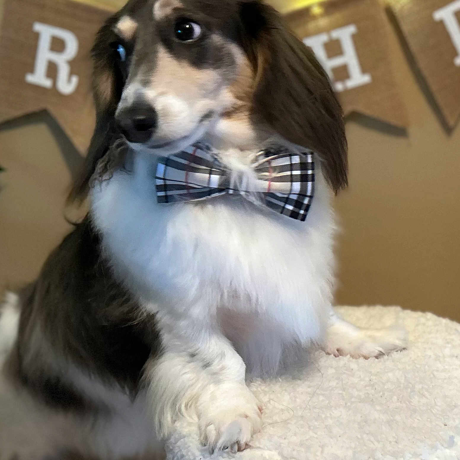 Finnegan is registered to the contest to win money with this photo: accessories, animal, beagle, bowtie, canine, cockerspaniel, dog, face, formalwear, glasses, head, hound, necktie, papillon, person, pet, photography, portrait, puppy, tie