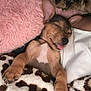 Solo joined the competition — help win amazing prizes! dog, sleeping, tongue_out, blanket, cozy, pillow, fur, pet, cute, resting, indoors, comfort, animal, brown, small_dog, snuggle, relaxed, soft_texture, paw, closed_eyes
