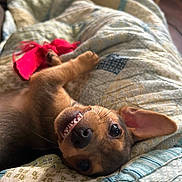 Solo joined the competition — help win amazing prizes! puppy, dog, smiling, teeth, ear, blanket, quilt, cozy, indoor, pet, cute, playful, fur, animal, lying_down, closeup, young, happy, domestic, comfort