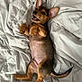 Solo joined the competition — help win amazing prizes! puppy, dog, lying_down, blanket, ears, paws, fur, pet, cute, playful, animal, sleeping_area, indoor, resting, young, canine, tongue, tail, bed, comfort